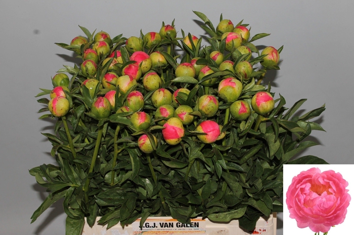 <h4>PAEO CORAL SUNSET</h4>