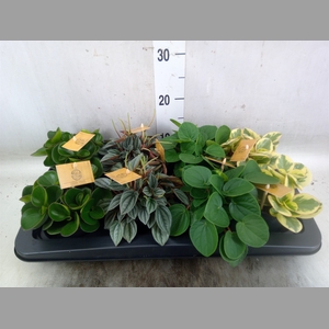 Peperomia   ...mix