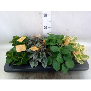 Peperomia   ...mix