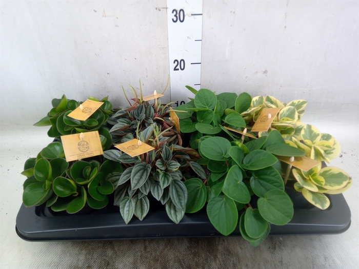 <h4>Peperomia   ...mix</h4>