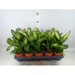 Dieffenbachia  'Compacta'