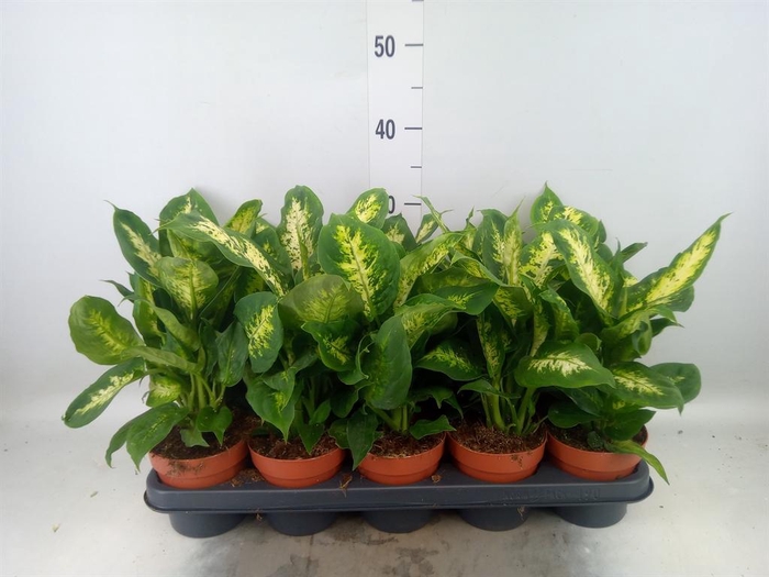 <h4>Dieffenbachia  'Compacta'</h4>