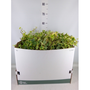 Hedera helix 'Goldchild'