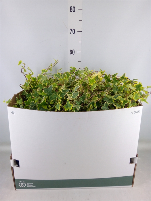 <h4>Hedera helix 'Goldchild'</h4>