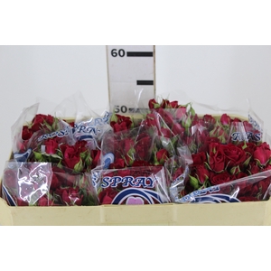 ROSA SPRAY RUBICON 050 CM
