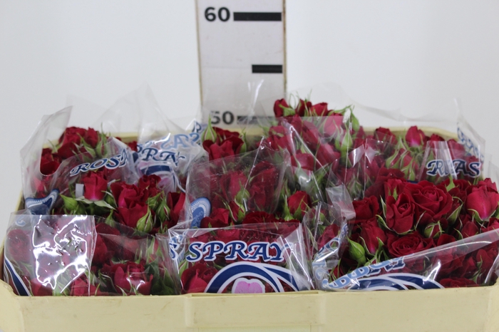 <h4>ROSA SPRAY RUBICON 050 CM</h4>
