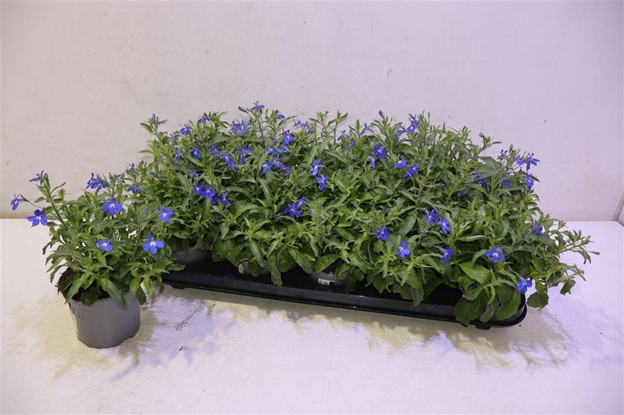 <h4>Lobe Er Master Bl Ey</h4>