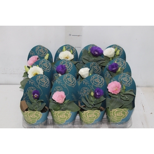 LISIANTHUS P09