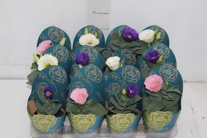 <h4>LISIANTHUS P09</h4>