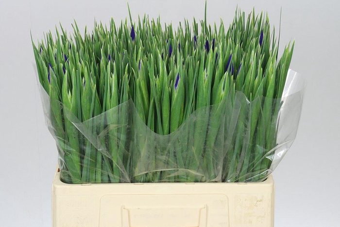 <h4>Iris Blue Magic</h4>