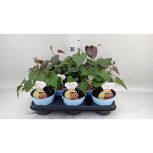Ipomoea batatas  'Pot Beauregard'