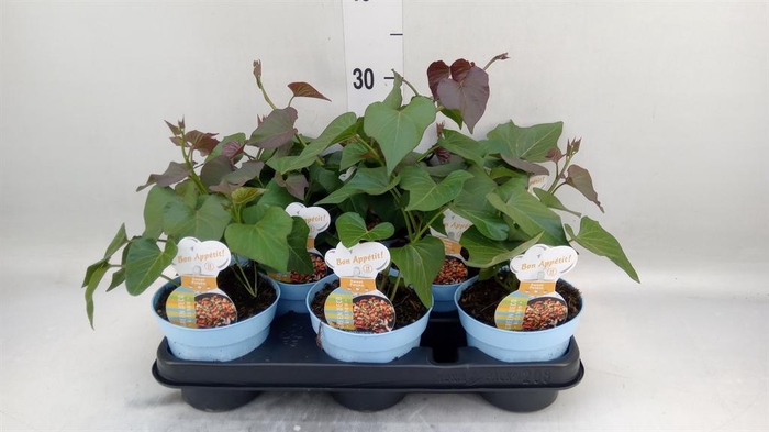 <h4>Ipomoea batatas 'Pot Beauregard'</h4>