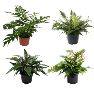 Buitenvarens Gemengd