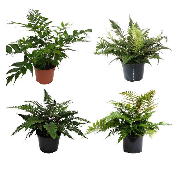 <h4>Buitenvarens Gemengd</h4>