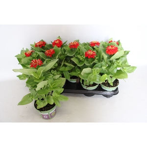 Zinnia Rood