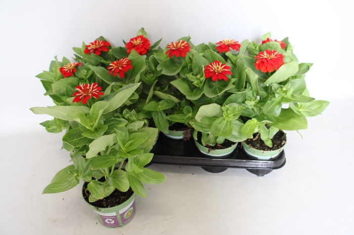 <h4>Zinnia Rood</h4>