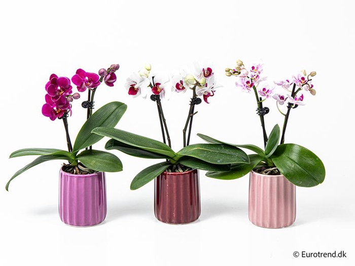 <h4>PHALAENOPSIS-HYBRID</h4>