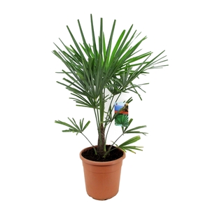Trachycarpus fortunei