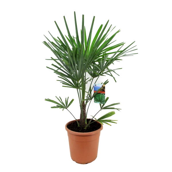 <h4>Trachycarpus fortunei</h4>
