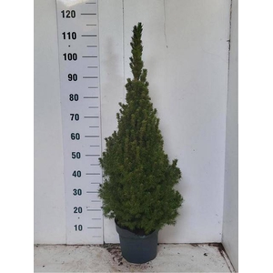 PICEA GL CONICA