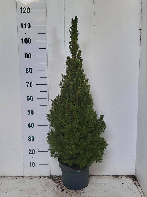 <h4>PICEA GL CONICA</h4>