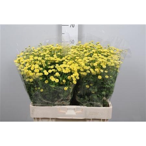 Tanacetum parth. 'Amazone'