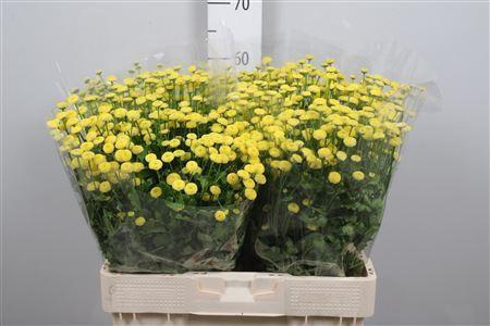<h4>Tanacetum parth. 'Amazone'</h4>