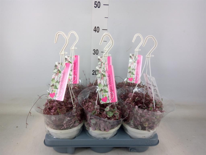 <h4>Ceropegia woodii 'Variegata'</h4>