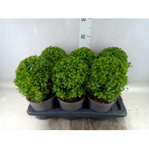 Buxus semp.   ...