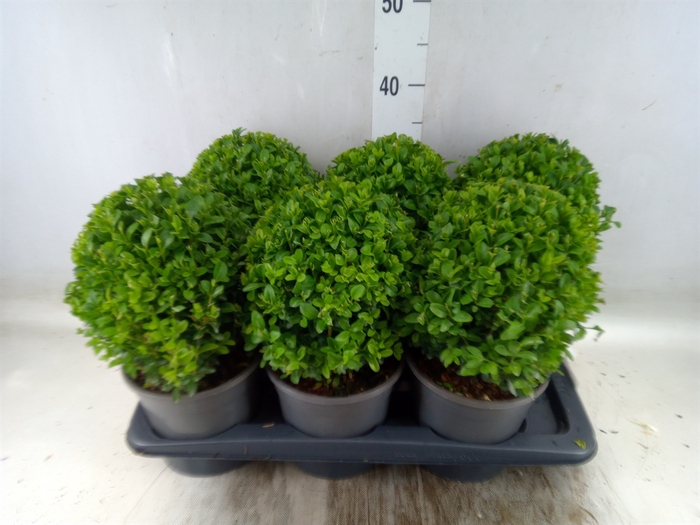 <h4>Buxus semp.   ...</h4>