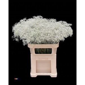 Gyps Million Star White Painted