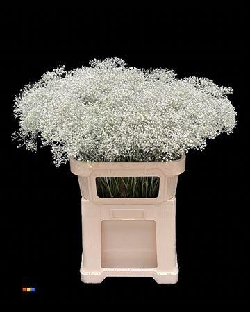 <h4>Gyps Million Star White Painted</h4>