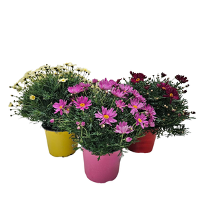 Anthemis punctata subsp. cupaniana