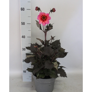 Dahlia 19 cm Donkerblad Tricolor