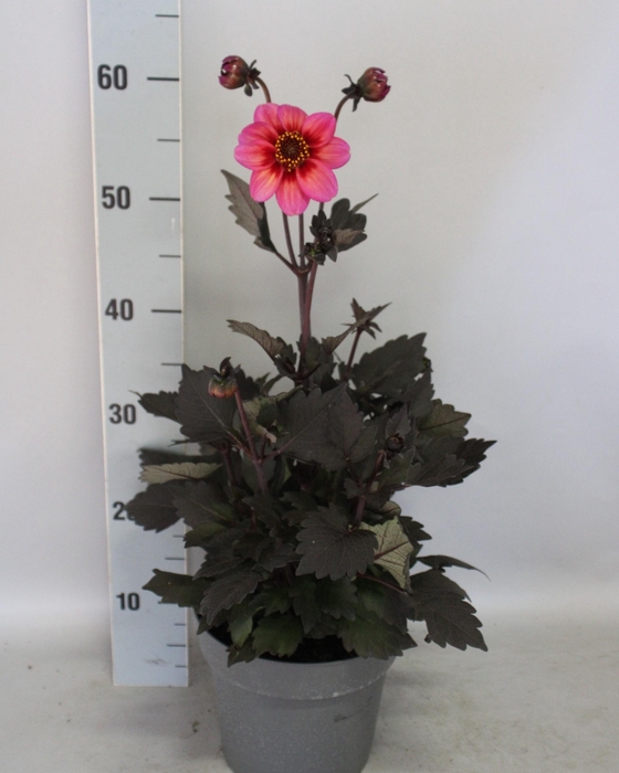 <h4>Dahlia 19 cm Donkerblad Tricolor</h4>