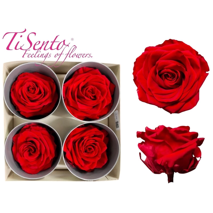 <h4>ARR ROSA POT H%</h4>