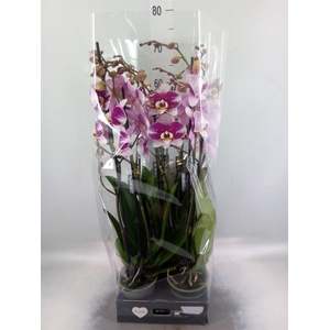 Phalaenopsis 'Ant Barcelona'