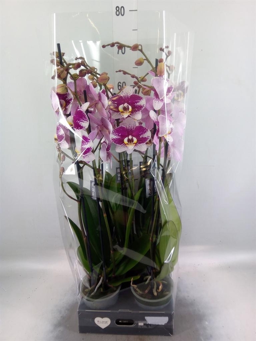 <h4>Phalaenopsis 'Ant Barcelona'</h4>