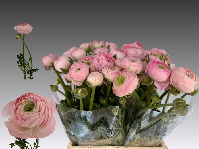 <h4>RAN AM MARSHMALLOW</h4>