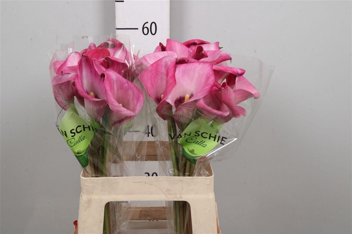 <h4>Zant Beijing</h4>