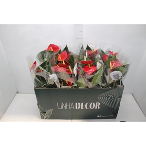 ANTHURIUM RED SUCCESS P15 PREMIUM