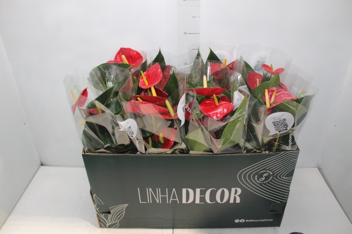 <h4>ANTHURIUM RED SUCCESS P15 PREMIUM</h4>