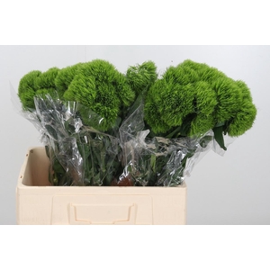 Dianthus Kiwi