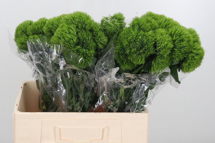 <h4>Dianthus Kiwi</h4>