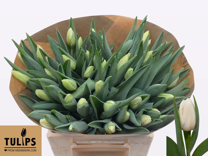 <h4>TU EN SNOWBOARD</h4>