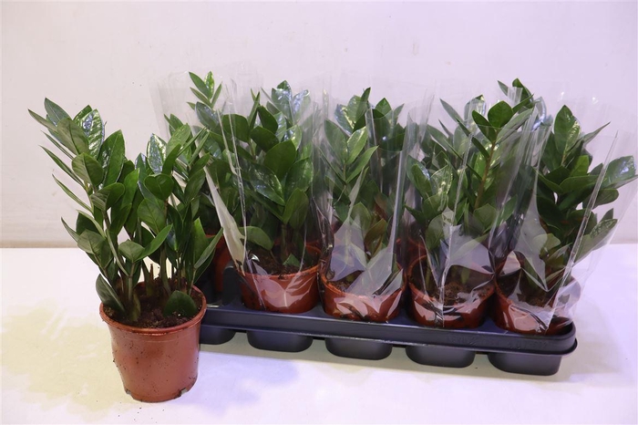 <h4>Zamio Zamiifolia</h4>