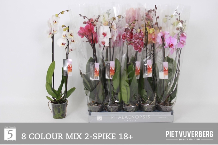 <h4>PHAL GEM 8 KL</h4>