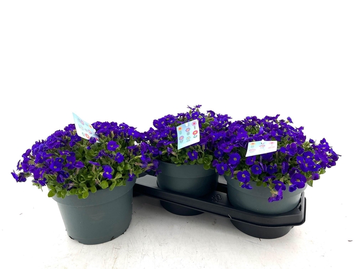 <h4>AUBR GRACILIS</h4>