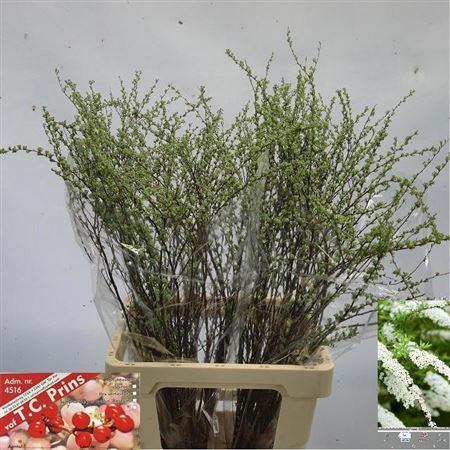 <h4>Spiraea C Grefsheim</h4>