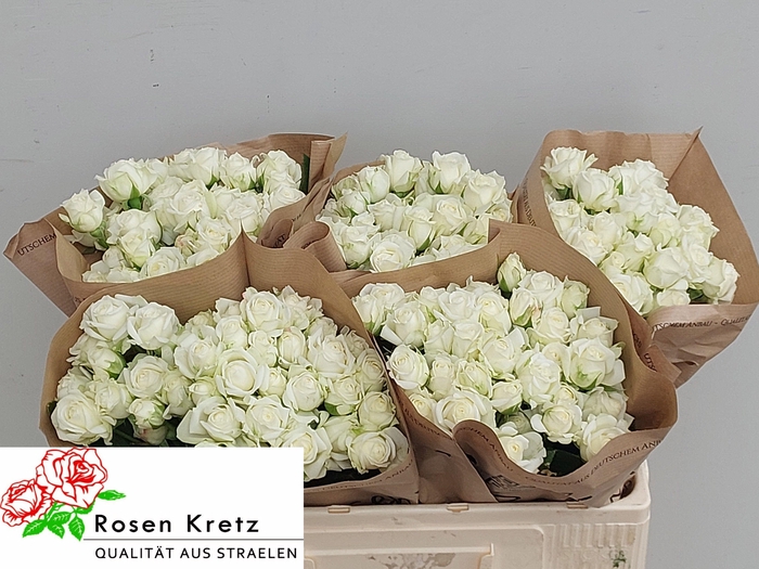 <h4>R TR WHITE BUBBLES</h4>